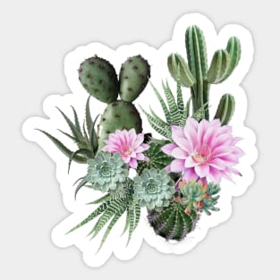 Cactus succulents plants watercolor flower Sticker